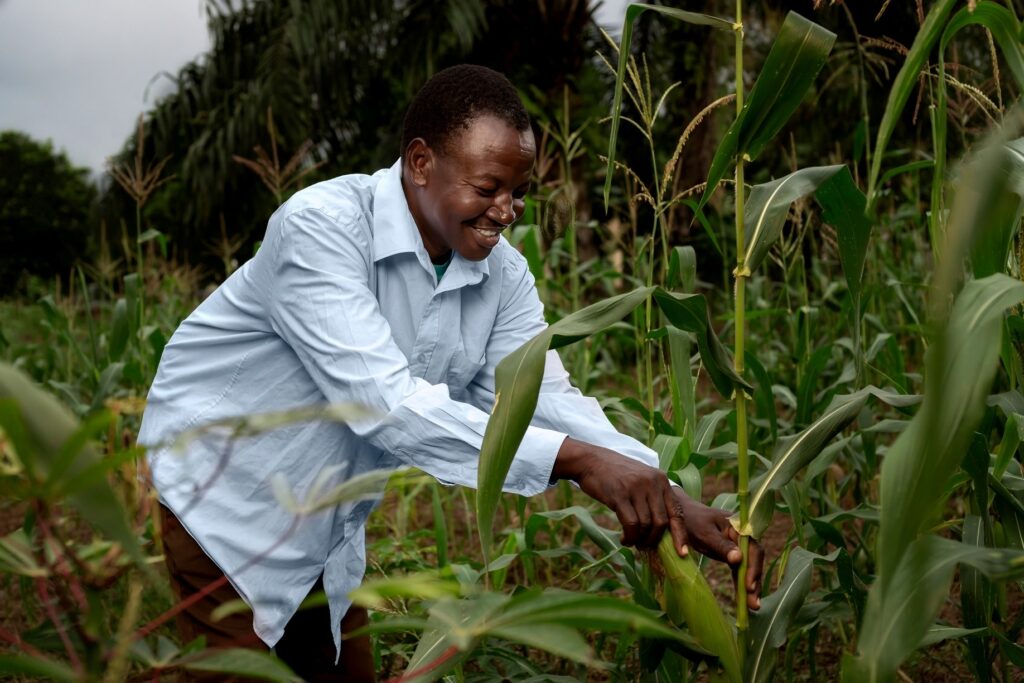 Un homme examine des plants de maïs — photo d’illustration