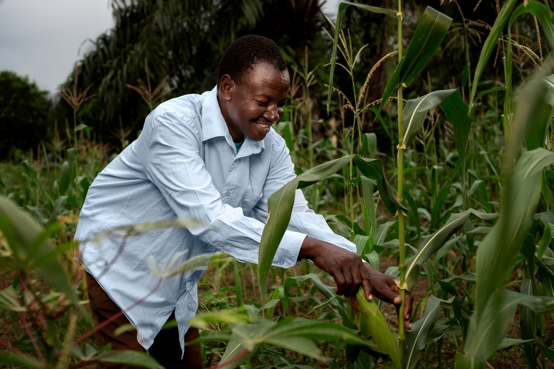 Un homme examine des plants de maïs