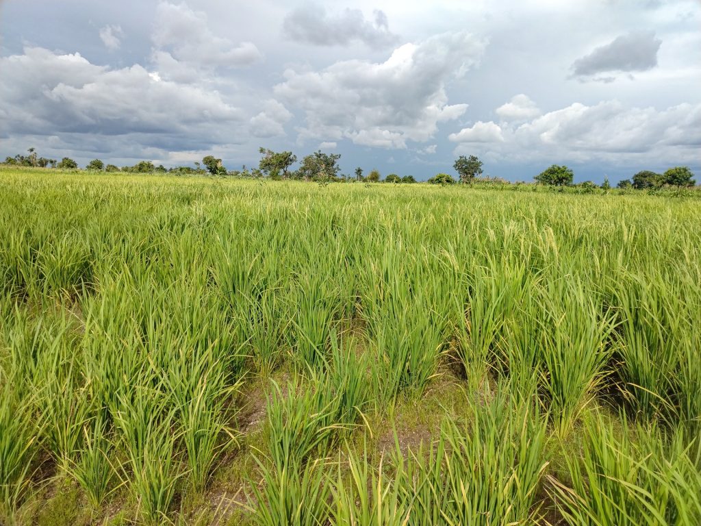 Rizière verte sous un ciel nuageux dans la région du Mouhoun, au Burkina Faso.