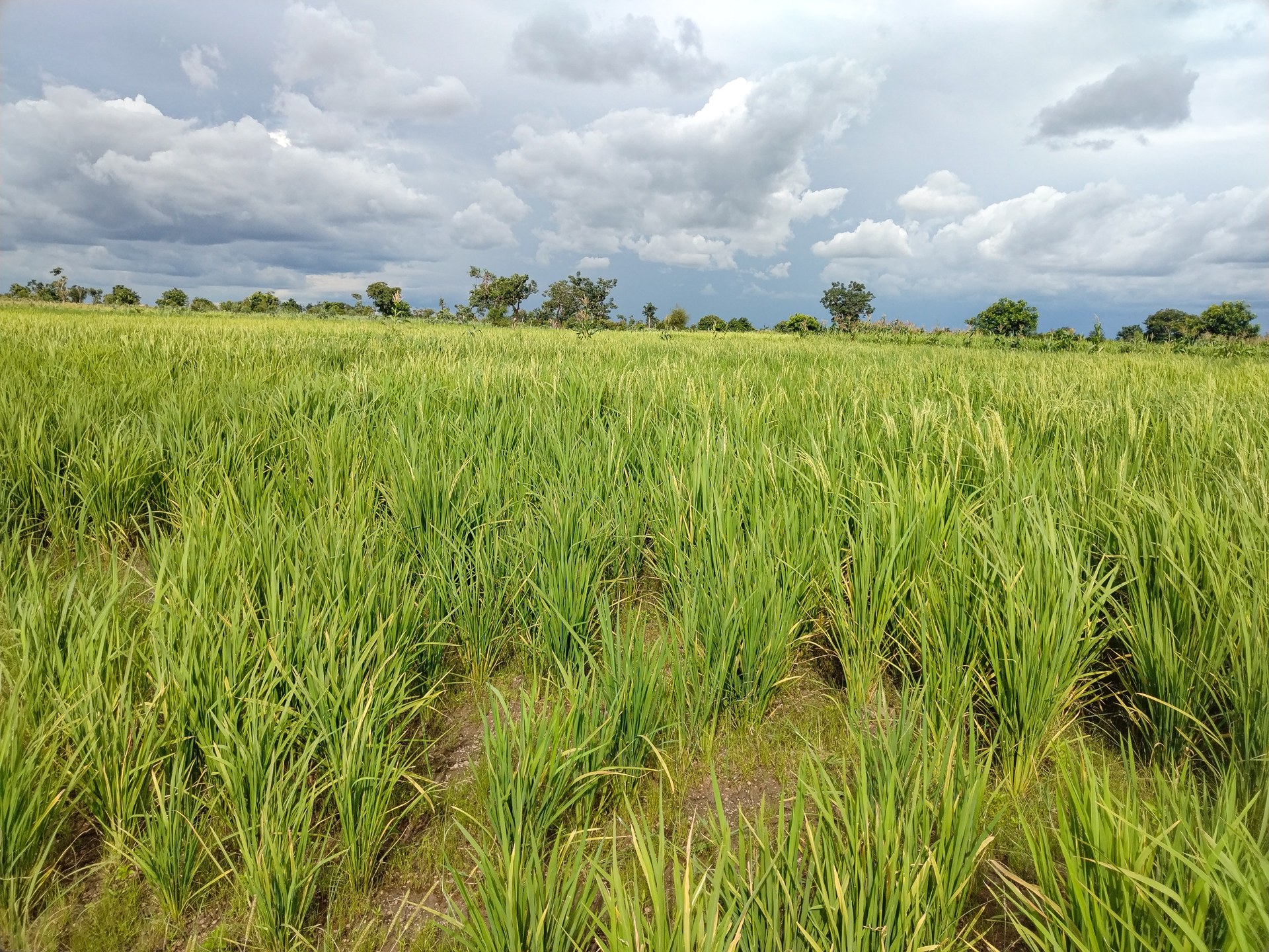 Rizière verte sous un ciel nuageux dans la région du Mouhoun, au Burkina Faso.