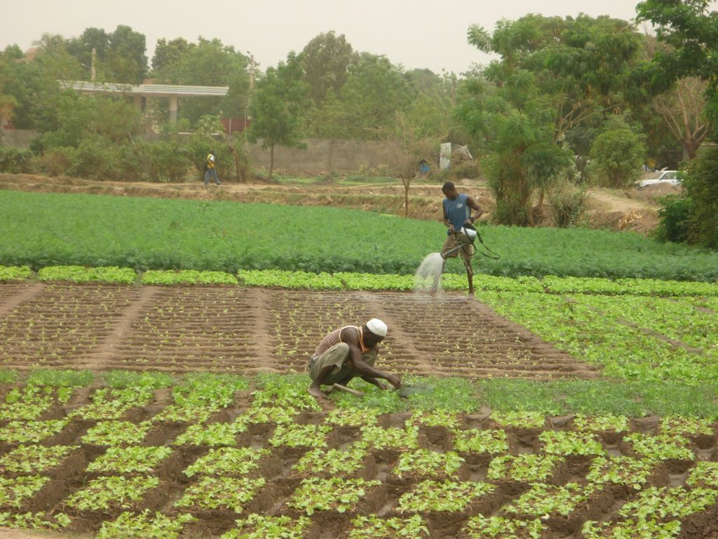 Maraîchers arrosant et entretenant des planches de légumes à Bamako, au Mali.