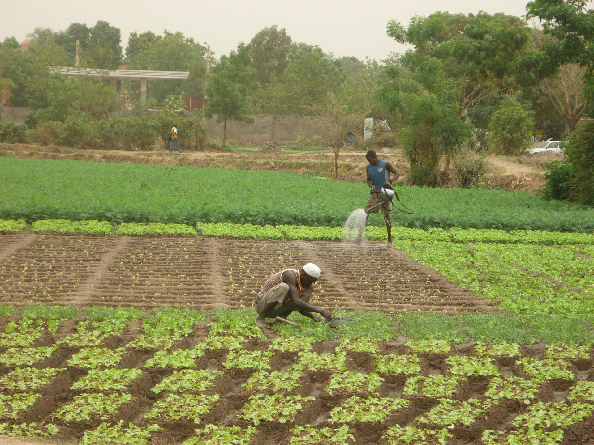 Maraîchers arrosant et entretenant des planches de légumes à Bamako, au Mali.