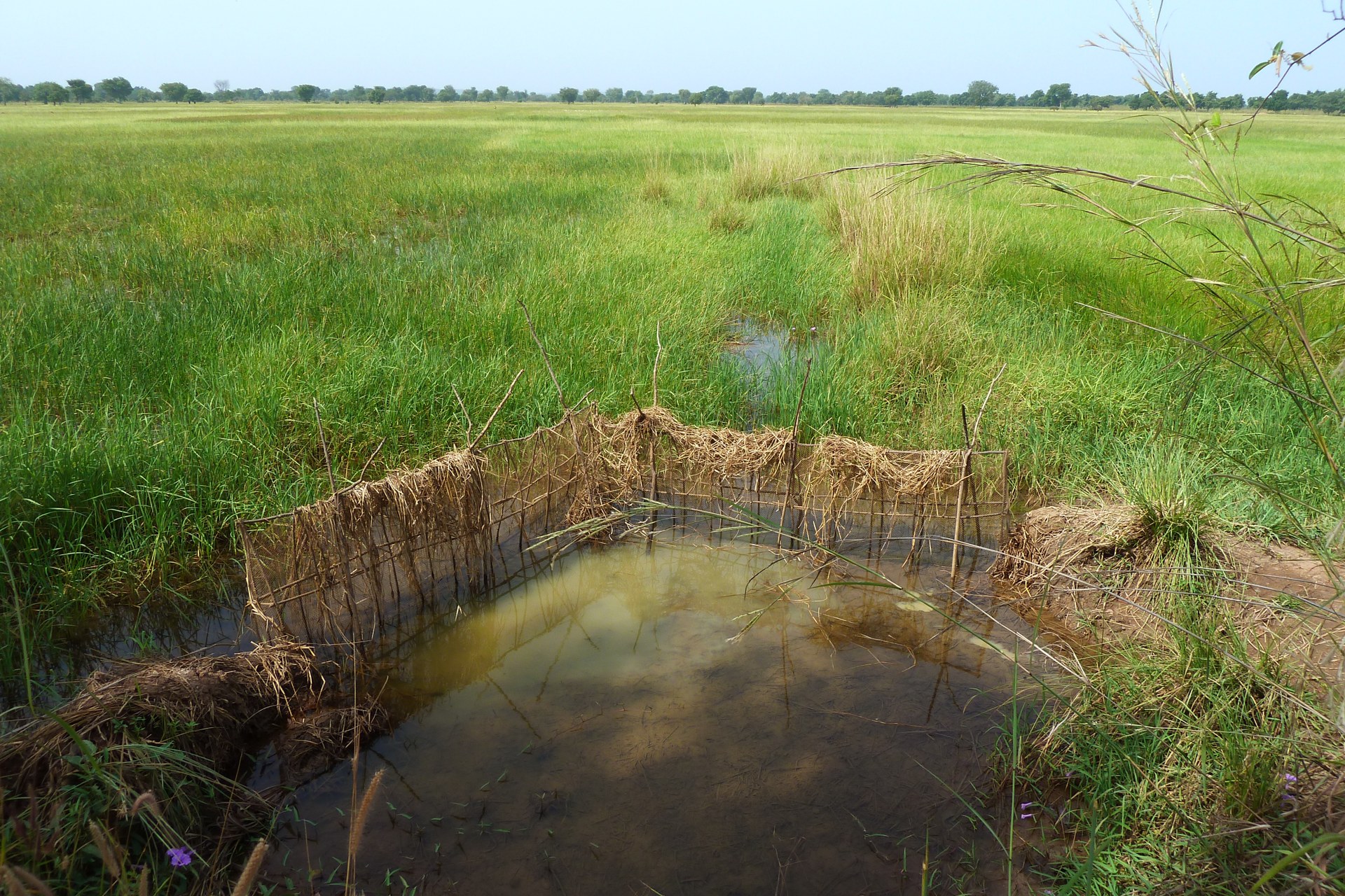 Rizière de bas-fond et eau au premier plan dans le cercle de Sikasso, au Mali.